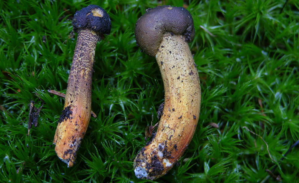 Tempo di gambi...(3)...(quiz)...difficile